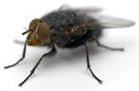 fly