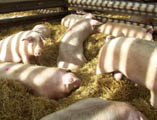 Gilts