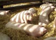 Gilts