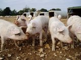 Gilts