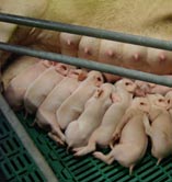 Piglets