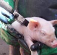 Piglet ID