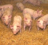 Pigsonstraw