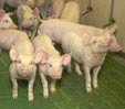 Weaners